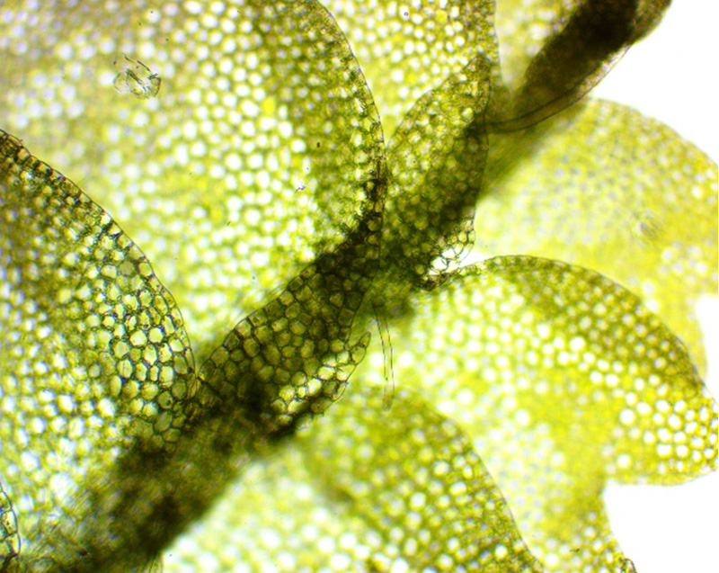 Harpanthus drummondii